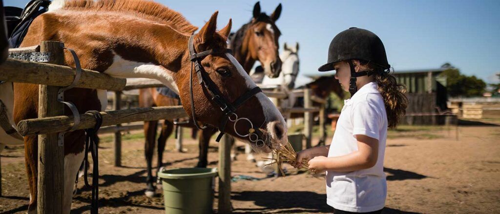 La-importancia-de-un-buen-pienso-en-la-alimentación-de-tus-caballos