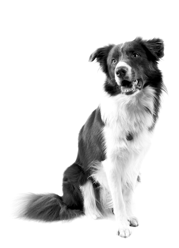 Contacto - perro