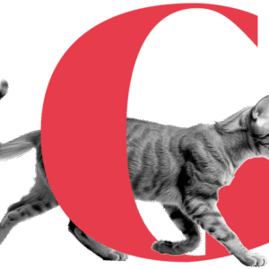 Gato