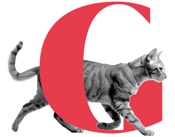 Productos para Gatos